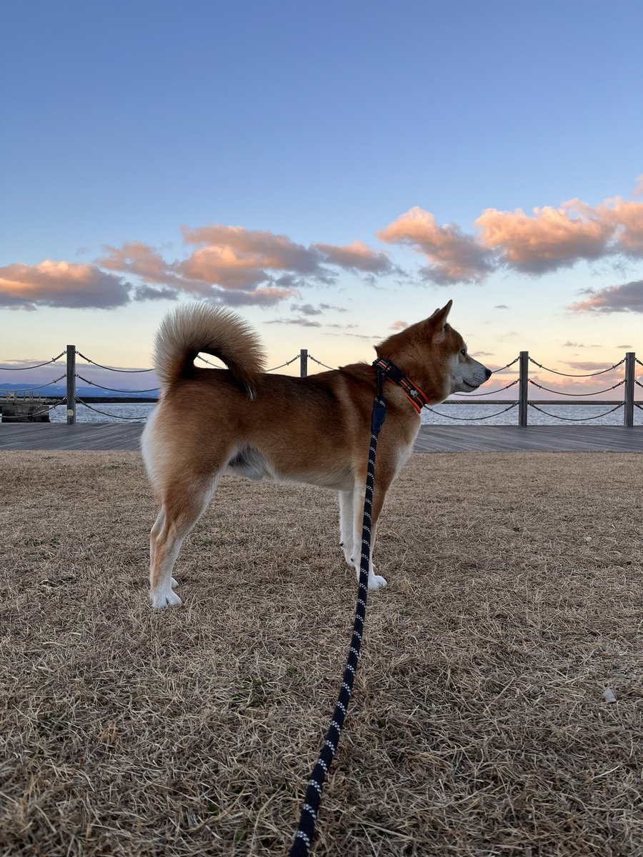 #柴犬 #犬 #愛犬 #dogs 

よっしゃ頑張るかな✊ https://t.co/7teA9Y5vAd