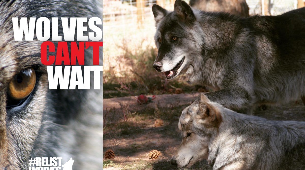 Today we are telling @usfws, Director Williams, and @secdebhaaland that we will not wait any longer. It is time to release the results of the status review and #RelistWolves once and for all! @relistwolves #usfws #wolves #savewolves