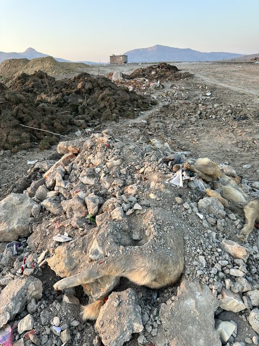 Lütfen paylaşın ve sesimizi duyurmamıza yardım edin! Ergani sokaklarında bir tane köpek kalmadı, bakın nereden çıktılar!
Ergani Çöplüğünden!!!
#erganidekatliamvar