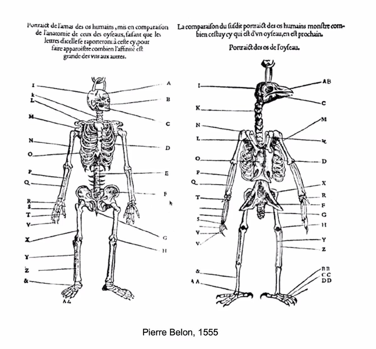 cell_ontology tweet media