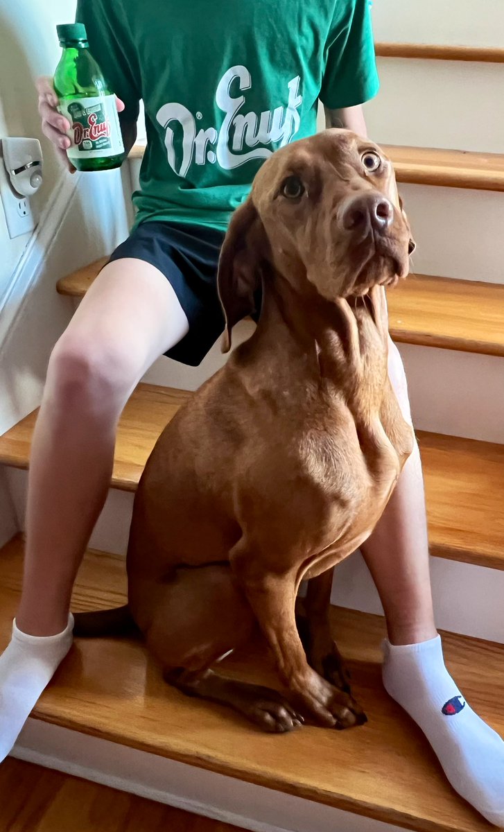 ‘Enuf is Enough’ #vizsla #DrEnuf