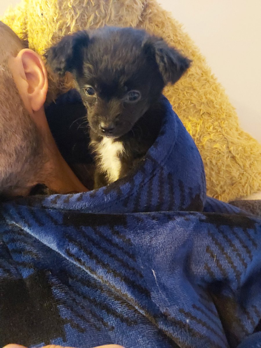 Baby girl holly still needs forever home. this Diddy princess deserves the best. 
#dogs
#dogsarelove #DogsOnTwitter 
#puppylove #puppylife