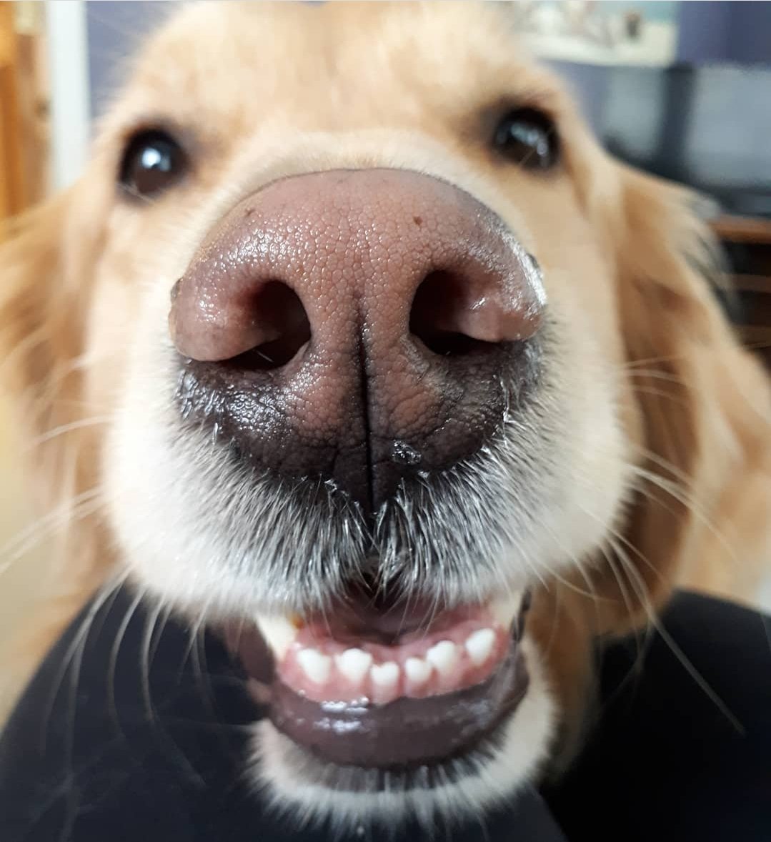 SJA Therapy Dogs London tweet media