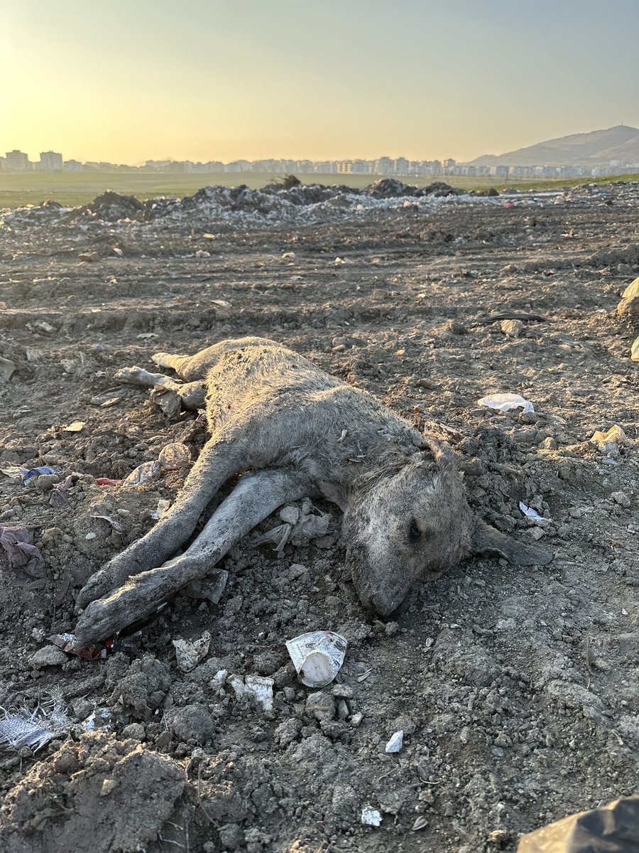Kalbimiz dayanmıyor artık ! Hayvanların yaşam hakkı hakkı zehirlenerek çöplere atılmak mı? Tek suçları hayvan olarak doğmaları mı?  Yazıklar olsun! Rabbim hesabını en ağır tek tek sorsun ,bedelini en ağır şekilde ödeyin !  #erganidekatliamvar