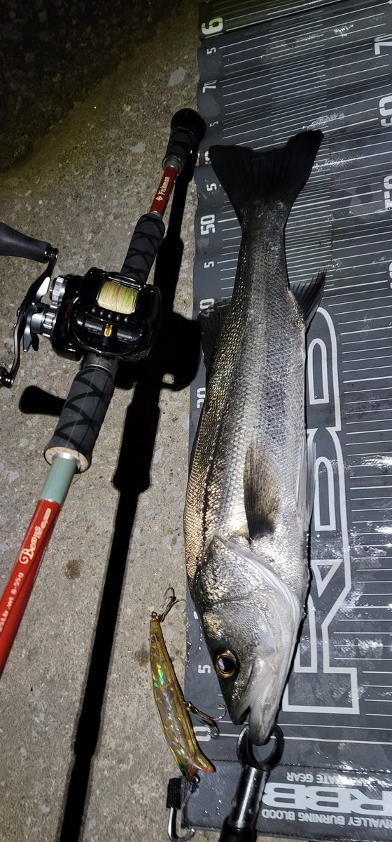 D_Syon_G's tweet photo. 2夜連続大淀シーバス😀
エスフォーワイド強すぎる🫠🫶
#fishiman #Beams710 #シーバス #宮崎 https://t.co/2TYaviplGB