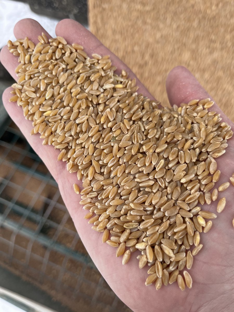 Finishing up cleaning our 2022 Certified Durum crop for the 2023 Season. We have a little bit of CDC Defy &amp; CDC Alloy left! <a href="/SeCan/">SeCan</a> @SecanMira ⁦<a href="/FPGenetics/">FP Genetics</a>⁩