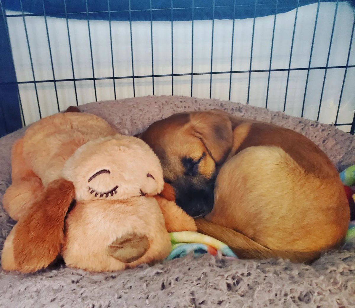SusanGreenn's tweet photo. Congratulations Sasa on your new puppy! Opus can't wait to play with his new cousin Watson soon!

#newpuppy #dogcousins #puppy #sleepypuppy #heartbeatpuppy #rescuepup #rescuedog #rescuepuppy #DogsofTwittter #AdoptDontShop https://t.co/L0f5LExR23