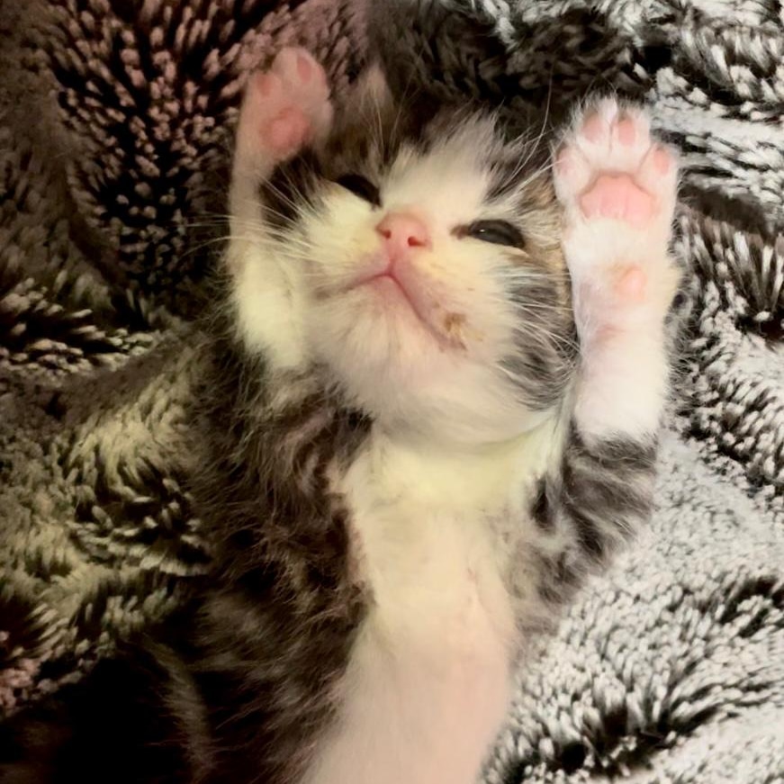 Clentviewrescue's tweet photo. Nite nite everyone, see you tomorrow

#kittens #SleepyHeads #nite #goodnight #CatsOfTwitter https://t.co/iU3SCvVmKm