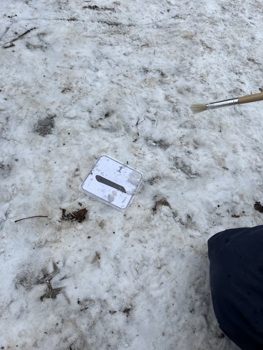 Renee Trivelli tweet media