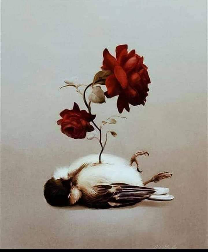 0534583a's tweet photo. يحكى أن طائرًا أحب وردة بيضاء
فقالت له الوردة
عندما يصبح لوني أحمر سأحبك 
فبتر الطائر جناحه ونثر دمه على الوردة فاحمر لونها
فأدركت الوردة كم أحبها الطائر
ولكن الوقت قد فات !! لأن الطائر قد مات ......

اهتم لمن يهتم بك ....لأنك لو خسرته لن تجد حبا كحبه 
لأن كسر القلوب لا تجبر. https://t.co/VgT9Jju202