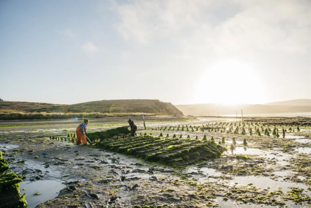 California's recent storms hit oyster farms hard during a time when many were still struggling to recover from the pandemic. Why? Because runoff from agricultural fields and homes put too much bacteria in the water to harvest the shellfish: latimes.com/california/sto…