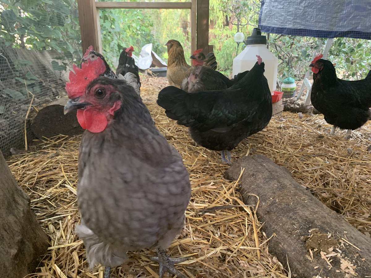 Chicken Dup tweet media