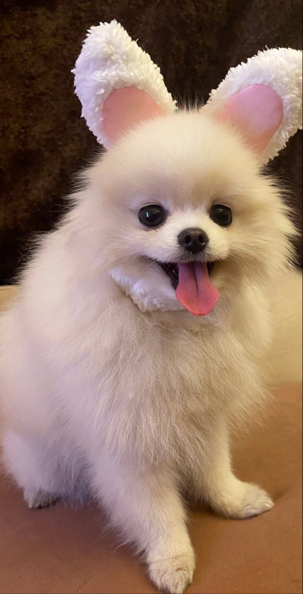 うさ耳かわいい😍💕💕