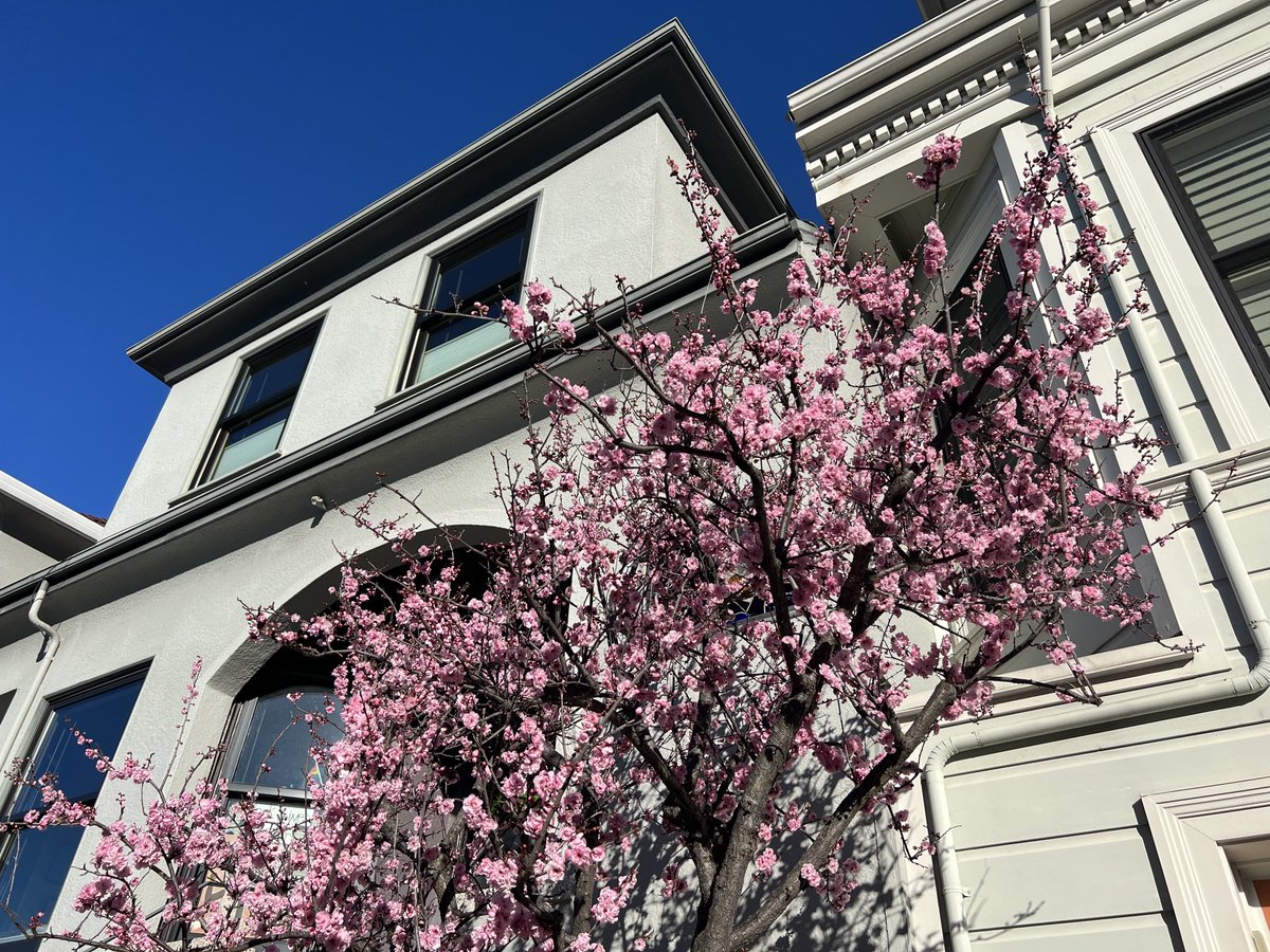 Blossoms after the rains. San Francisco!