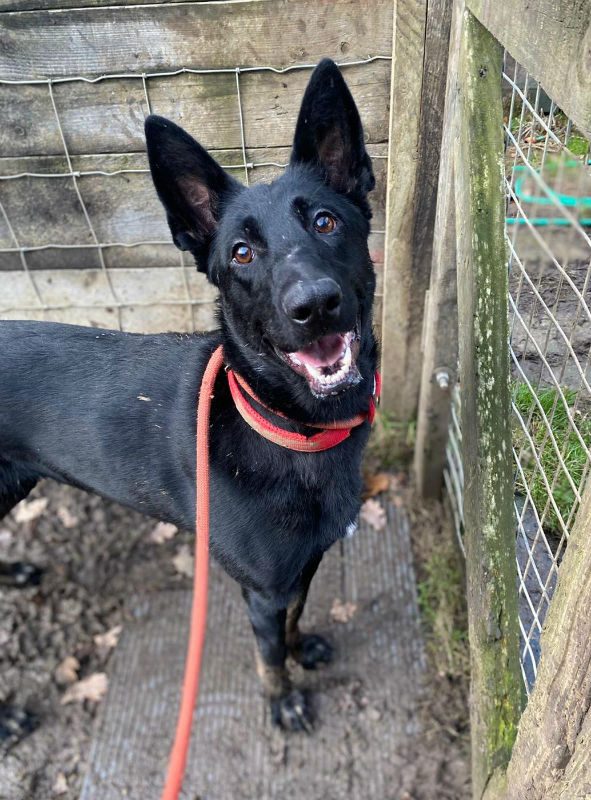Please retweet to help Crystal find a home #ESSEX #UK 
Malinois aged 2, STRESSED IN KENNELS. 
She may be able to live with older children as the only pet. She needs an experienced home✅

DETAILS or APPLY👇
gsrelite.co.uk/crystal-3/

#Malinois #Dogs