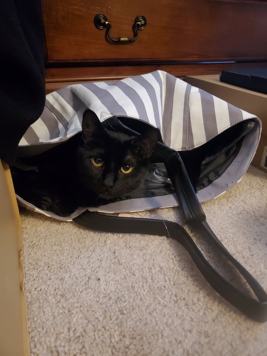 TigBittyKitty's tweet photo. The bag is now mine mother #catmom #cat #cats #blackcats #CatsOfTwitter #CatsOnTwitter #cutecat #catlife #catlifestyle #housepanther https://t.co/WQlpWloGlq