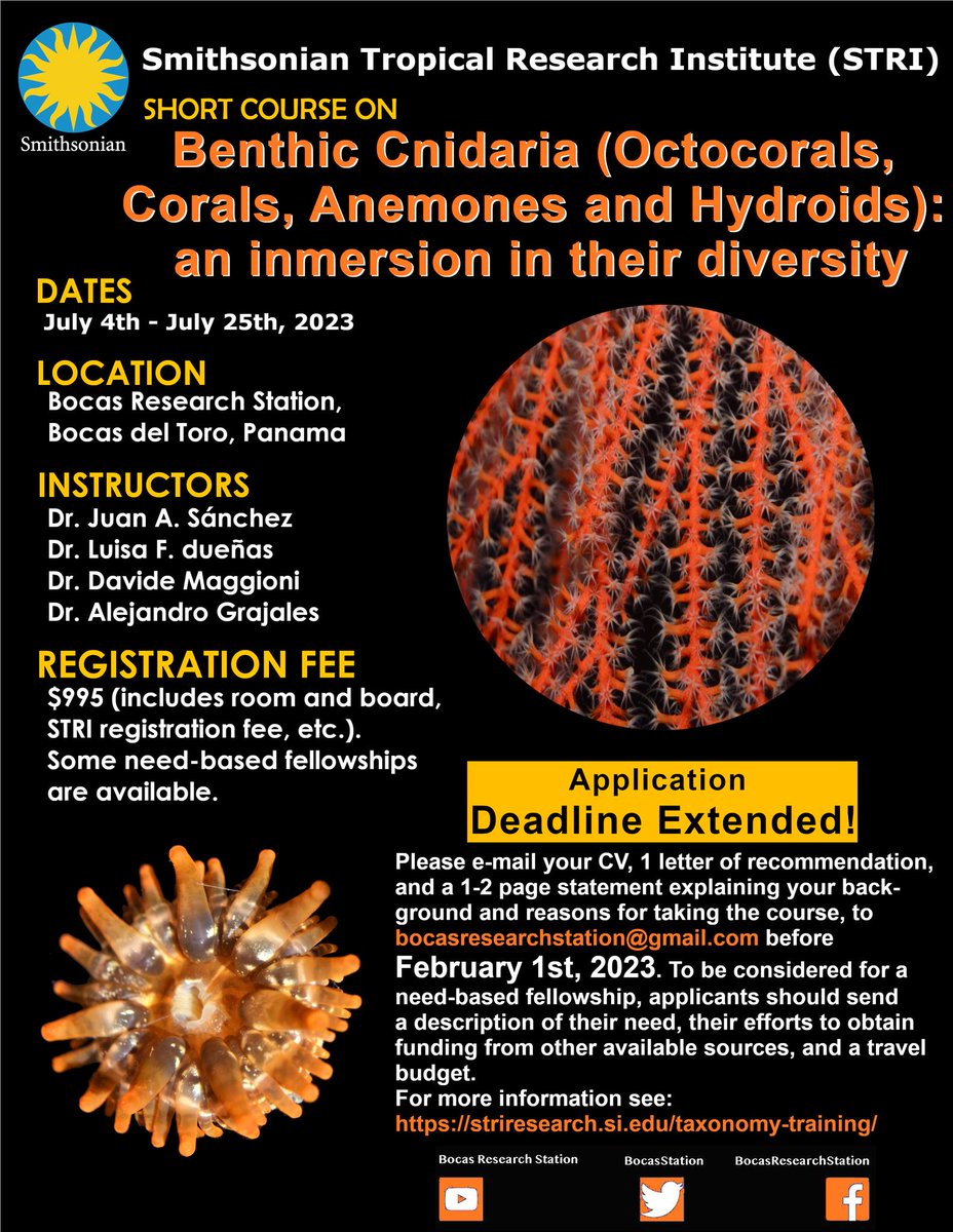 Bocas Station tweet media