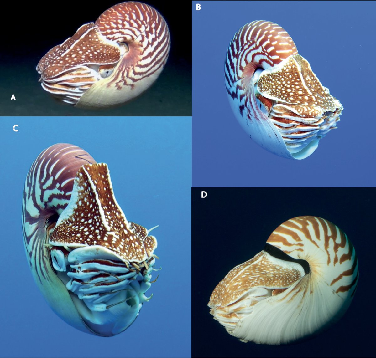 3 new species of nautiluses were just named! These are photos of the new species, N. samoaensis (A &amp; B), N. vanuatuensis (C), and N. vitiensis (D).
