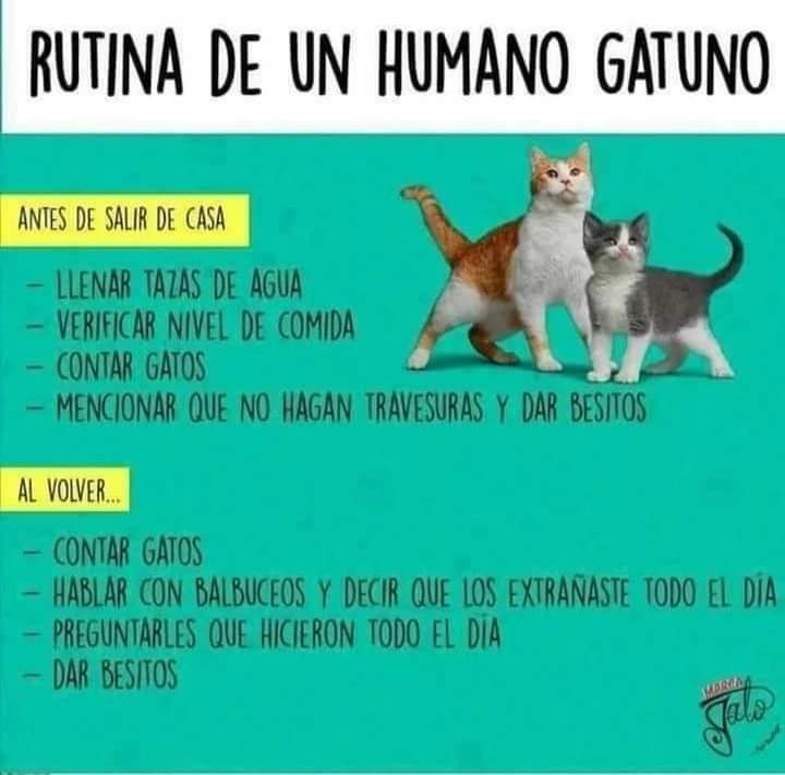 ile0719's tweet photo. A levantar la mano los que aplican la siguiente rutina...empiezo yo 🙋

*Aplica para humanos con 😸🐕🐕🐇🐦🐢 https://t.co/g9tsH0ja5D