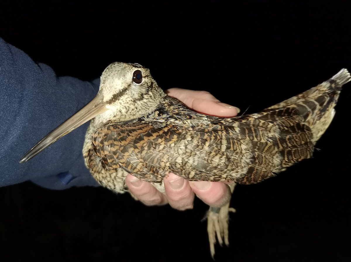 mattthesparrow's tweet photo. It was a tough night tonight but perseverance paid off in the end. I only saw 8 Woodcock in 4 hours of trudging around fields. https://t.co/IZOrFLmYWa