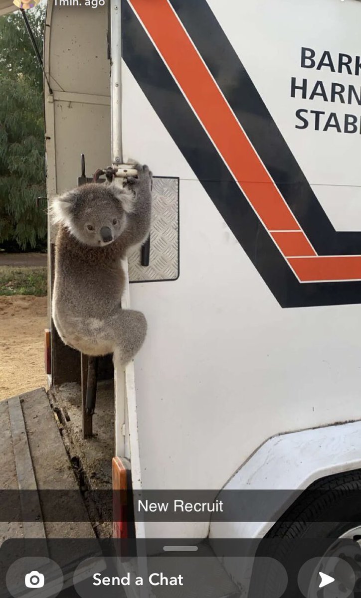 Little fella’s looking for a ride to the Australia Day races <a href="/StawellHarnessR/">Stawell Harness RC</a>