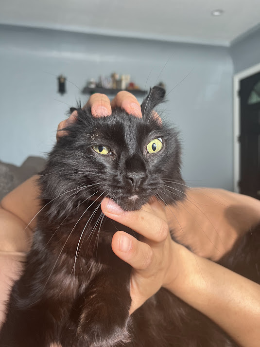 fictitiouserika's tweet photo. thread of my cats looking stupid: https://t.co/j87tgBugft