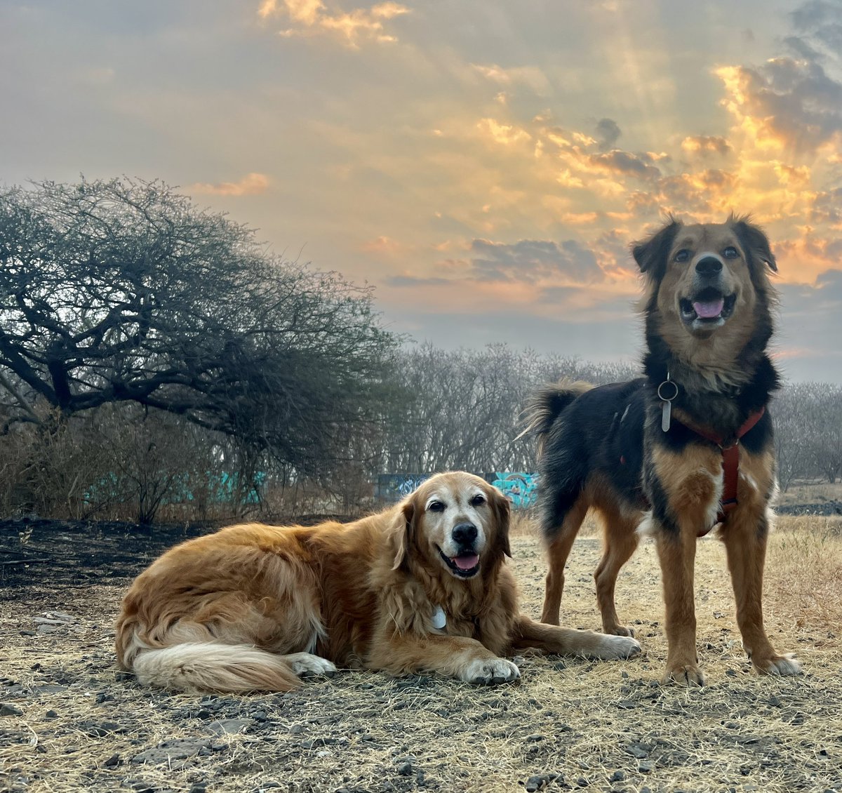 Good morning from us . It’s a beautiful day today #DogsofTwittter #sunrise #goldenretriever #indiedog
