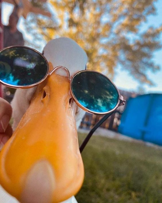 Steve The Duck tweet media