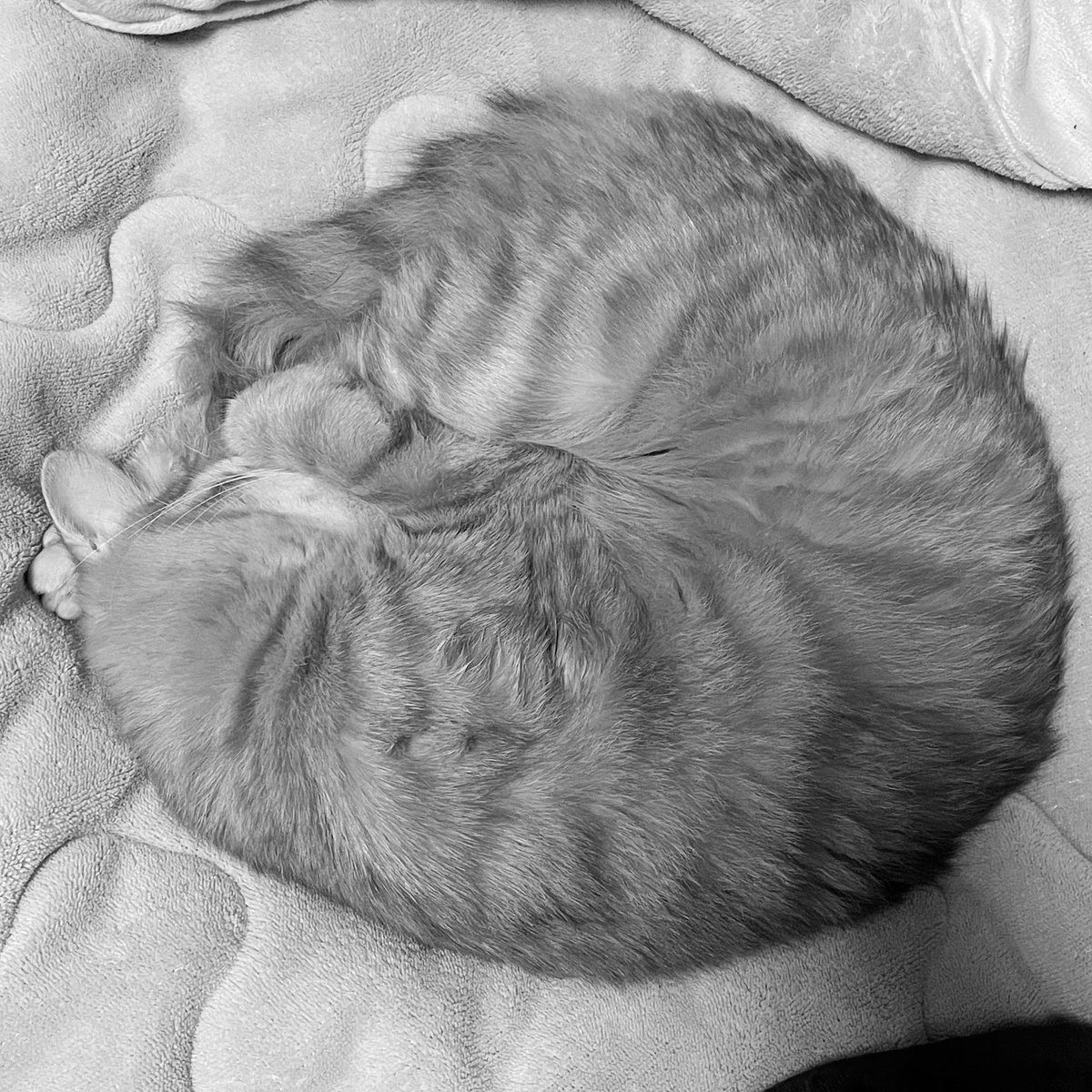 TKG_RJ's tweet photo. 丸くなって寝ている猫ですッッ⤴️⤴️ https://t.co/oNd8CMkT8V