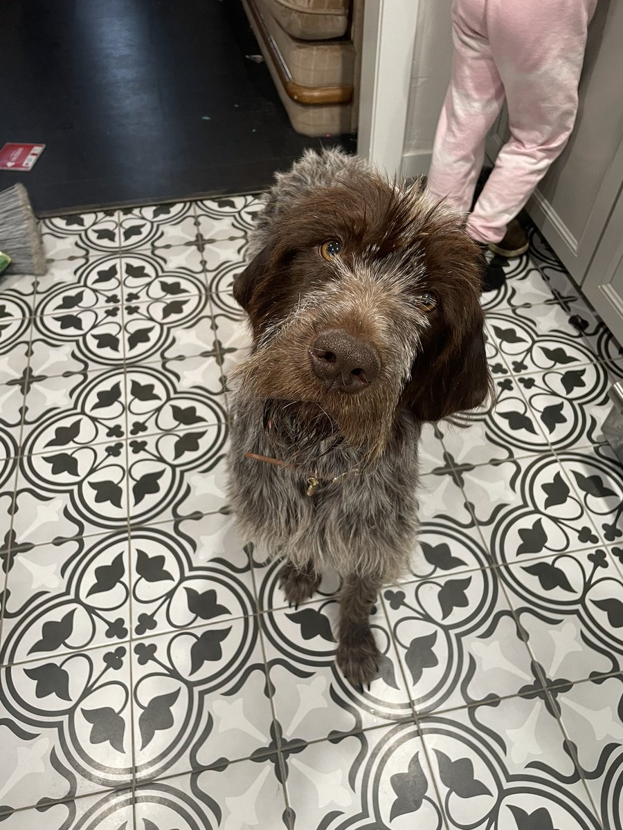 jaycimason's tweet photo. This dog lives with me until it finds a home. And I’m just sitting here staring at her thinking, “damn, that was impulsive… now what.” https://t.co/jgniIBzaln
