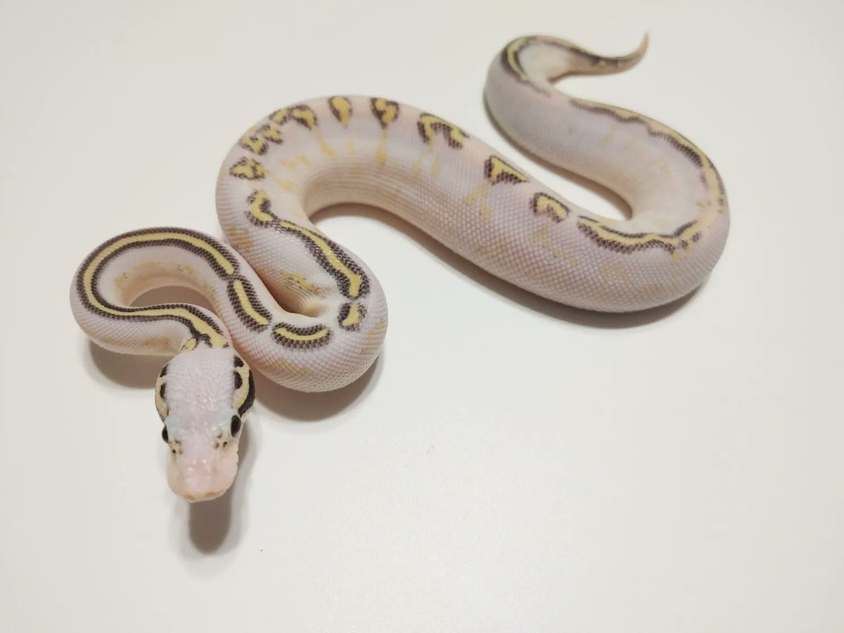 MorphMarket's tweet image. Killer Vanilla Freeway Ball Python by Longley Exotics  buff.ly/3j4Q2zU