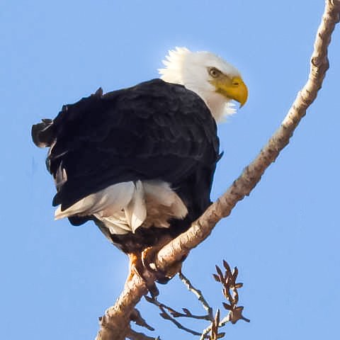 SekaDestroy's tweet photo. @Eagles @EaglesInsider This guy visited me in the backyard yesterday. Could it be a sign?? #Philadelphia #Eagles #EaglesNation #SuperBowlLVII #SuperBowl2023 https://t.co/8AWNh5k7yb