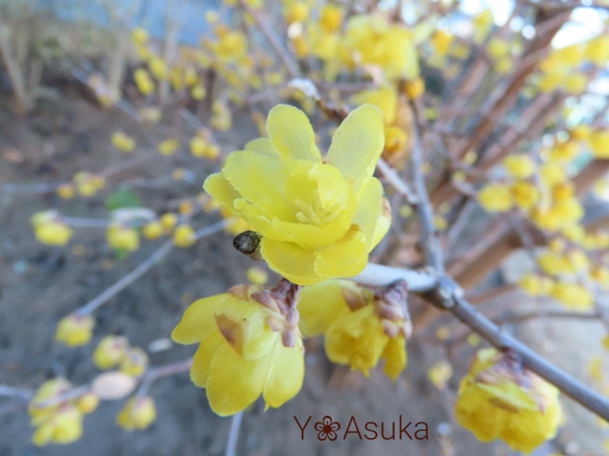 yumeasutw's tweet photo. #青空 にお日様燦々✨キーンと冷えた快晴の木曜日の朝☀️
蝋細工の様な花びらが透ける #ロウバイ は花盛り💛💛💛
予想最高/最低気温🌡️8℃/-7℃
晴れ時々曇り☀️/☁️
日中は西寄りの風が強く飛ばされないよう御用心🌬️➰➰👕👖
#空の名前
#天気の図鑑 #雲友の会
#庭花 #花 #Flower
#a2023 #a0126 #a202301 https://t.co/Fyruw4Bv4L