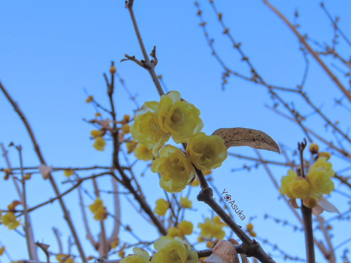yumeasutw's tweet photo. #青空 にお日様燦々✨キーンと冷えた快晴の木曜日の朝☀️
蝋細工の様な花びらが透ける #ロウバイ は花盛り💛💛💛
予想最高/最低気温🌡️8℃/-7℃
晴れ時々曇り☀️/☁️
日中は西寄りの風が強く飛ばされないよう御用心🌬️➰➰👕👖
#空の名前
#天気の図鑑 #雲友の会
#庭花 #花 #Flower
#a2023 #a0126 #a202301 https://t.co/Fyruw4Bv4L