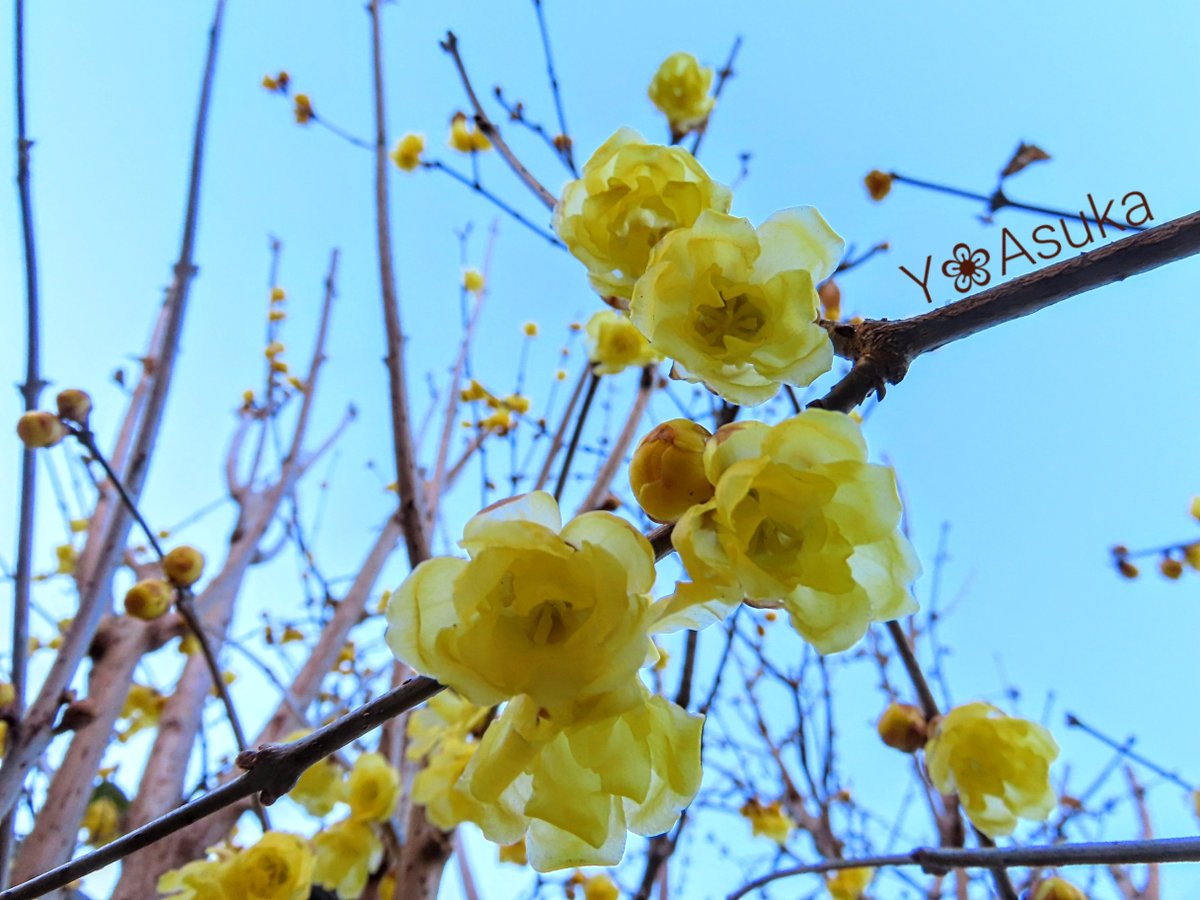yumeasutw's tweet photo. #青空 にお日様燦々✨キーンと冷えた快晴の木曜日の朝☀️
蝋細工の様な花びらが透ける #ロウバイ は花盛り💛💛💛
予想最高/最低気温🌡️8℃/-7℃
晴れ時々曇り☀️/☁️
日中は西寄りの風が強く飛ばされないよう御用心🌬️➰➰👕👖
#空の名前
#天気の図鑑 #雲友の会
#庭花 #花 #Flower
#a2023 #a0126 #a202301 https://t.co/Fyruw4Bv4L