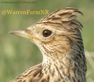 🚨BREAKING NEWS;TONIGHT <a href="/EalingCouncil/">Ealing Council</a> VOTED YES TO #WarrenFarmNR DEWILDING🚨Councillors voted yes to the extinction of a 1/4 of London’s breeding Skylark population. Yes to the dewilding of over half of an already rewilded site. Our kids deserve better. Our campaign starts now💚