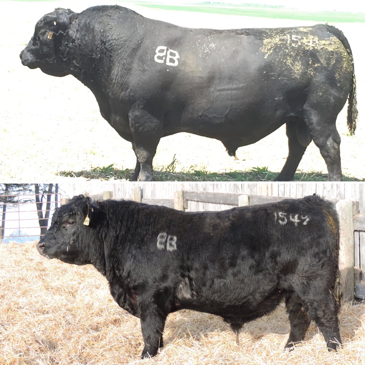 gbtangus's tweet photo. I like taking trips back in time, to witness stages of development in our cattle. Pictured is GBT X-Plus 1549 when he was a youngster, developing as a coming two. Then as a mature bull👇. #angusbulls #linebred #genetictreasure #emulation https://t.co/nVz39J6GCN
