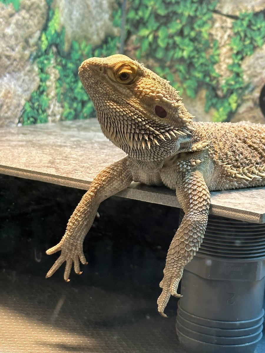 Vita Carnduff tweet media