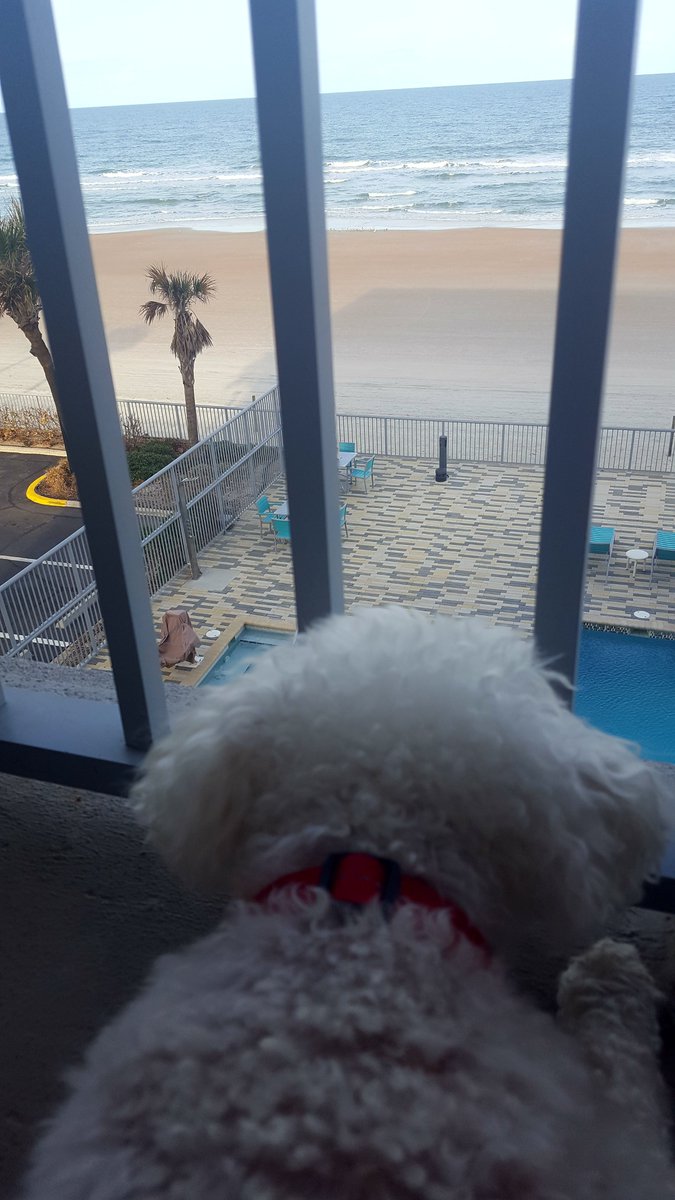 Susan Perri 💜💫 tweet media