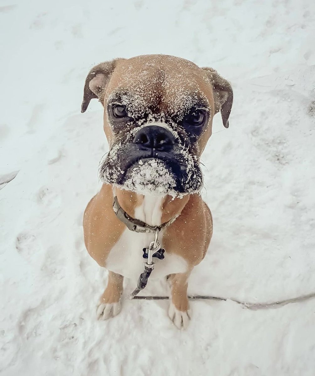 MHinderscheid's tweet photo. A face only a mother could love🤣 #dog #dogs #boxer #boxerbreed #face #funnyface #dogface #lol #funnymemes #snow #winter https://t.co/NtFgzJBxJa