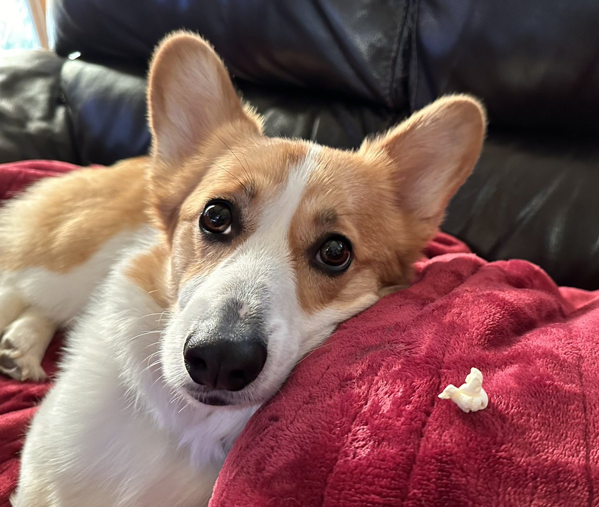 Movie night.
(Louie wants that popcorn kernel SO BAD.)