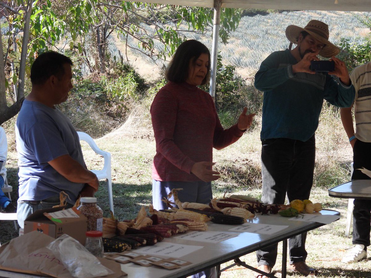 Unos maíces con una  increíble biodiversidad expuestos por la productora Rocio Romero durante el intercambio de semillas de la Red de Alternativas Sustentables Agropecuarias en Jalisco 🌽🇲🇽