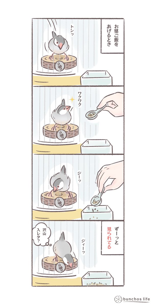 ご飯を入れているとき、ジッと見られていると沢山あげたくなってしまうのでやめて
#文鳥 
#bunchoslife 
#4コマ漫画 