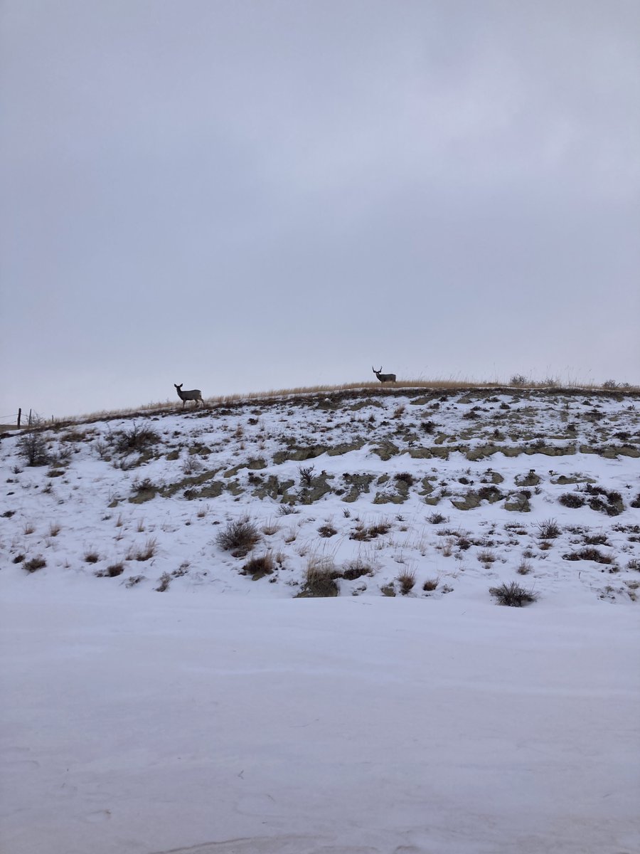 aj_NDrancher's tweet photo. Muley does and bucks grazing before the cold snap comes in.
North Dakota Badlands.  🇺🇸 https://t.co/RFL38QW0rC