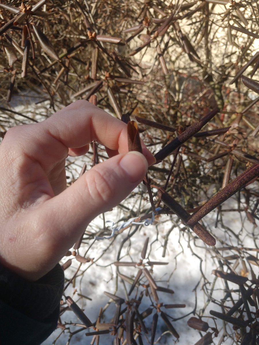 Dr. April Chiriboga tweet media