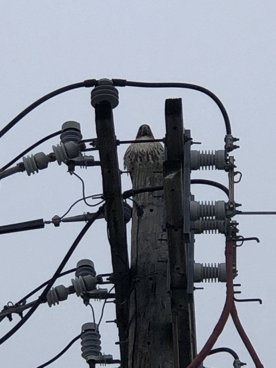 Watch MLM like a hawk!! #antimlm #birdsofprey #cvsparkinglot
