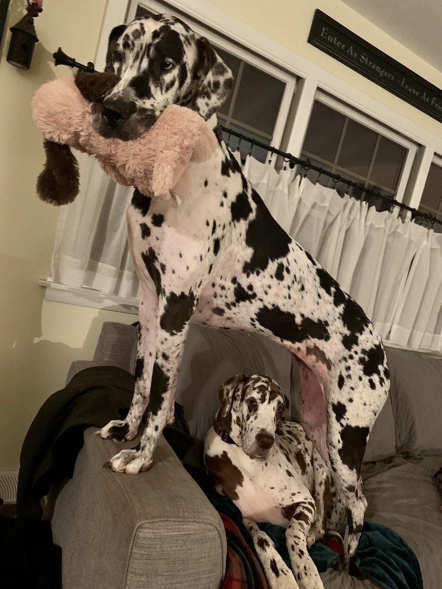 pmohs's tweet photo. Absolutely DANEtastic! @gotdaneluv @Chewy @ProPlan @cesarmillan @dog_feelings #DogsofTwittter #DANEtastic #lovefordanes #AdoptDontShop #GreatDane https://t.co/7fYA9daZZh