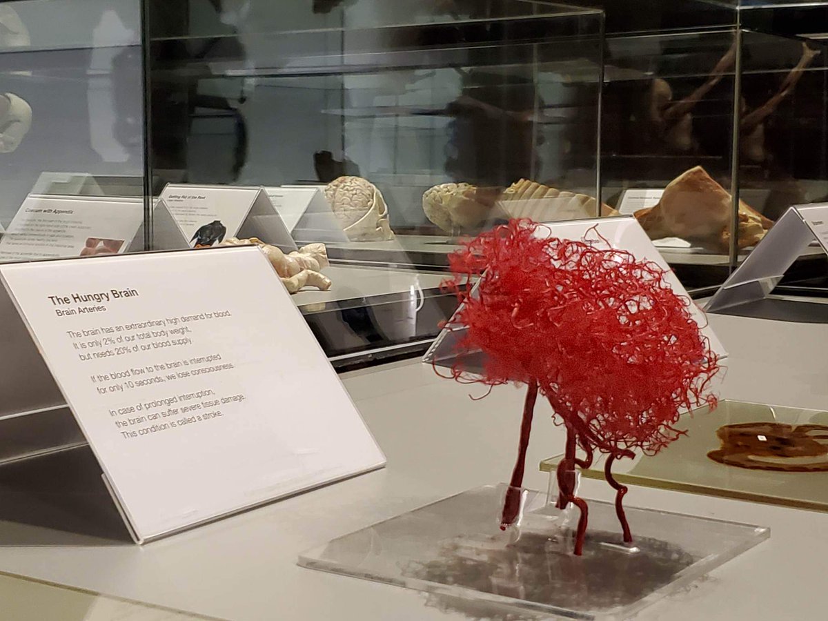 MNH_Naturalists's tweet photo. Tuesday, January 31st is teachers' night at the Museum! Drop in from 6-8pm, show your teacher ID, and see how Body Worlds Vital makes a great field trip for your students.
#NovaScotia #Halifax #teachers #museum LS https://t.co/VzAAtCJ0e0