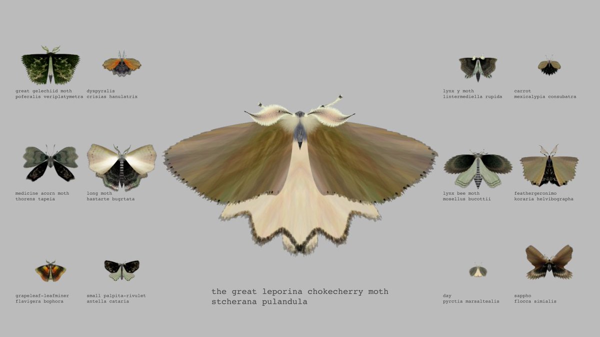 moth generator (@mothgenerator) / Posts / X