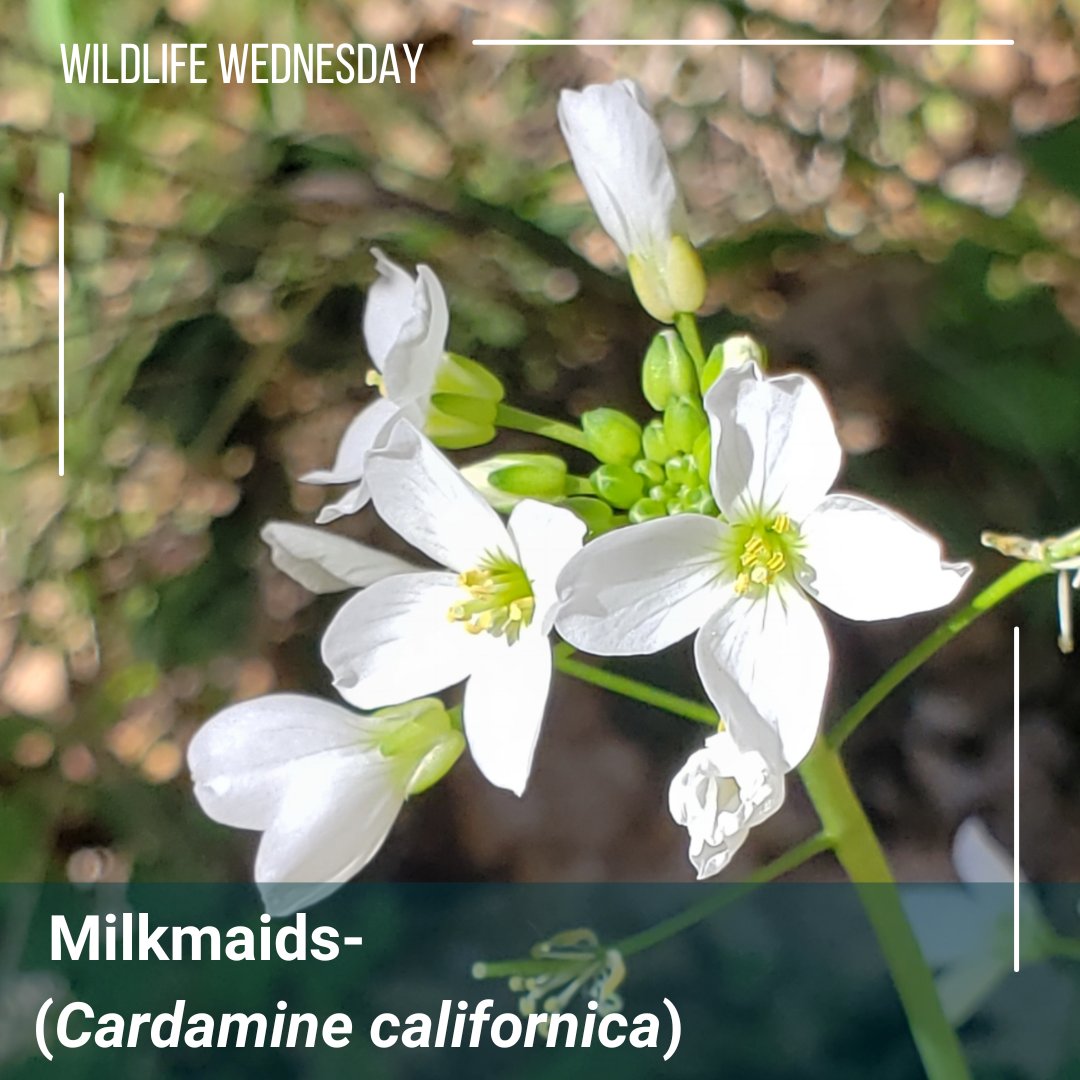 Happy first #Wildlifewednesday of the 2023 spring semester!
Milkmaids, a flowering plant, it is native to western North America It is common in a variety of habitats including shady slopes, open woodlands In the San Francisco Bay Area, it is one of the first wildflowers to bloom